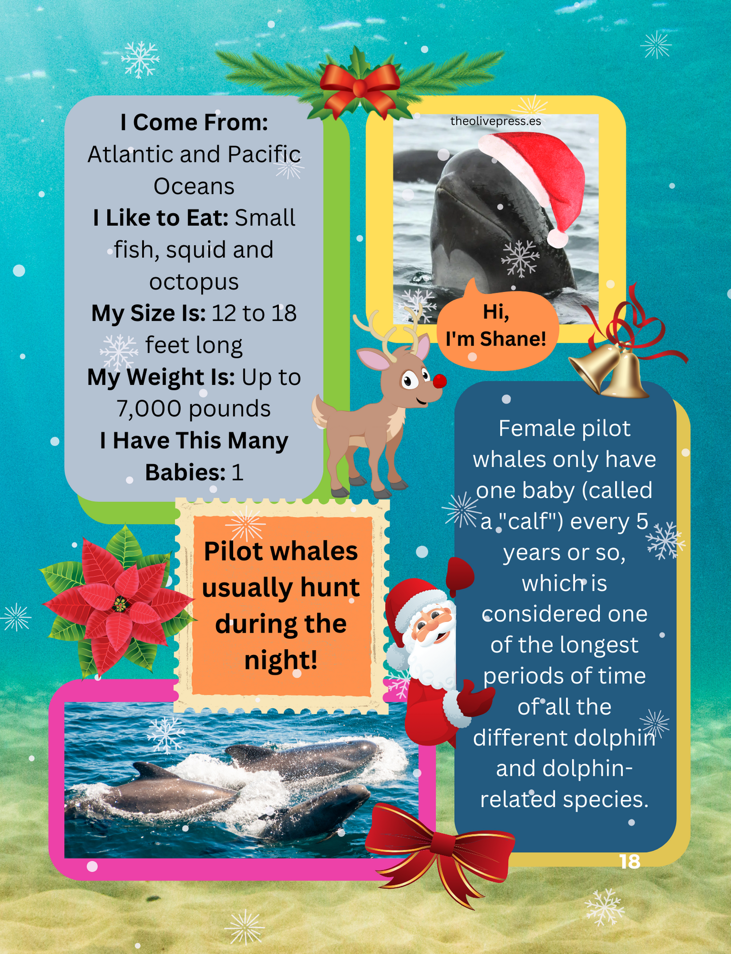 Our Bold Kingdom of Ocean Animals Holiday Special Edition