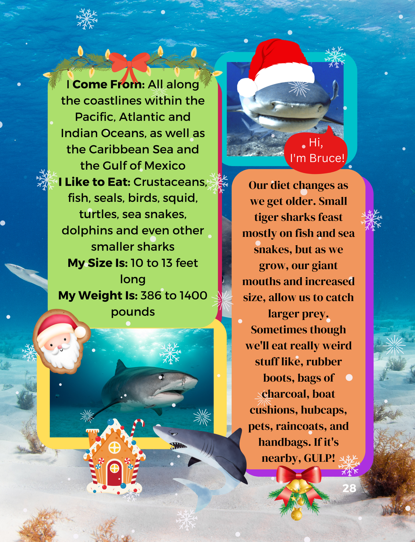 Our Bold Kingdom of Ocean Animals Holiday Special Edition