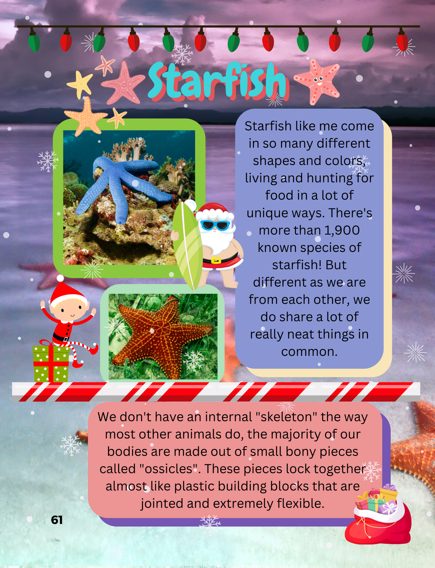 Our Bold Kingdom of Ocean Animals Holiday Special Edition